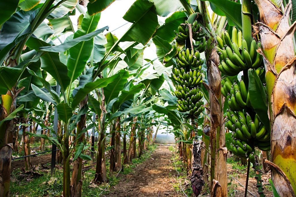 Banana Plantations