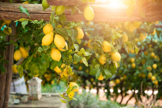 Lemon Gardens